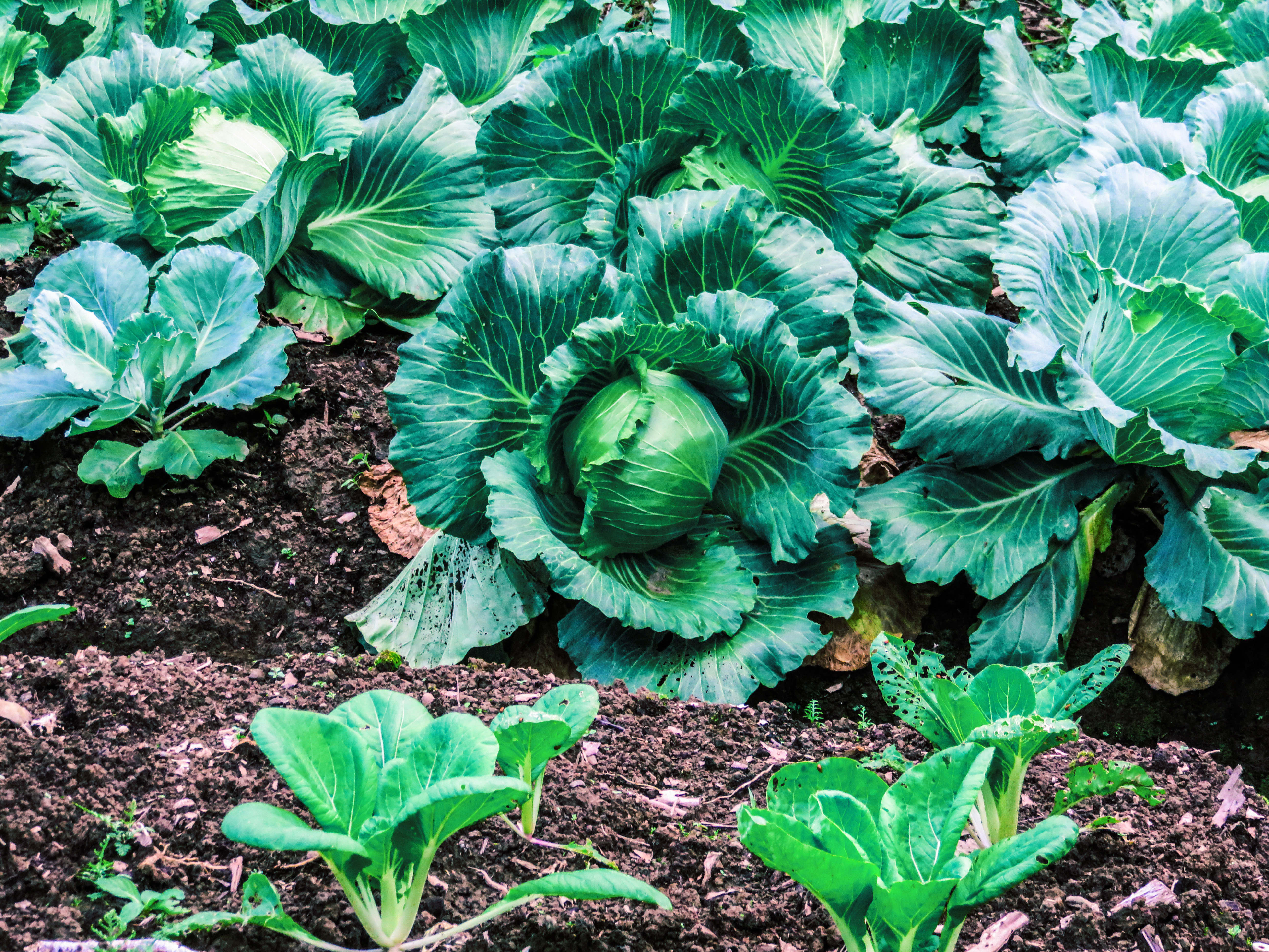 Misima cabbage plots by Jerad_edited2